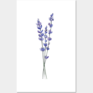 Lavender Bouquet Posters and Art